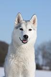 SIBERIAN HUSKY 411